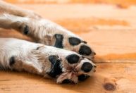 Vigilante de parque é preso após agredir cachorro com bambu em MG