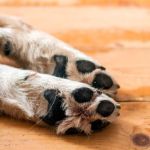 Vigilante de parque é preso após agredir cachorro com bambu em MG