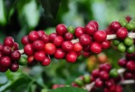 Chuvas reforçam expectativa de safra recorde de café em 2026/27