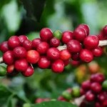 Chuvas reforçam expectativa de safra recorde de café em 2026/27