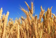 Trigo sobe no Brasil com oferta restrita e demanda firme na entressafra