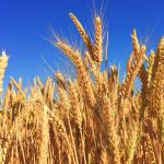 Trigo sobe no Brasil com oferta restrita e demanda firme na entressafra