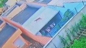 Onça solta na Grande BH: bombeiros orientam população sobre animal