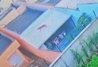 Onça solta na Grande BH: bombeiros orientam população sobre animal