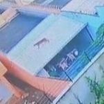 Onça solta na Grande BH: bombeiros orientam população sobre animal