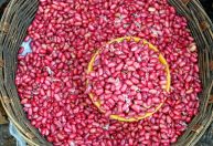 Preços do feijão carioca batem recorde mesmo com demanda moderada