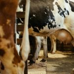 Leilões no Triângulo Mineiro têm alta de matrizes e refletem crise do leite