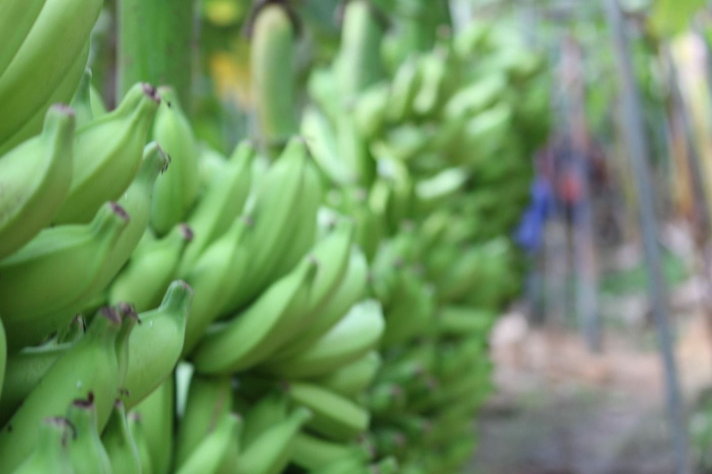 Setor alerta para riscos da importação de banana do Equador no Brasil