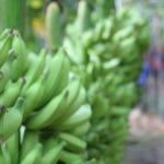 Setor alerta para riscos da importação de banana do Equador no Brasil