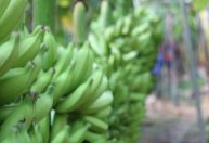 Setor alerta para riscos da importação de banana do Equador no Brasil