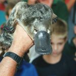 Ornitorrinco possui característica inédita entre mamíferos, segundo estudo