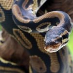 Molécula descoberta em cobras píton pode ajudar a reduzir o apetite