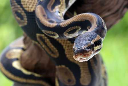 cobra piton