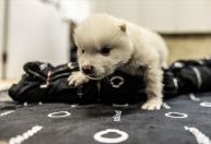 Adota Pet Recife passa a permitir doação de pets filhotes