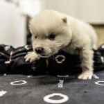 Adota Pet Recife passa a permitir doação de pets filhotes