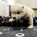 Adota Pet Recife passa a permitir doação de pets filhotes