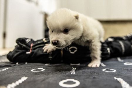 Adota Pet Recife passa a permitir doação de pets filhotes