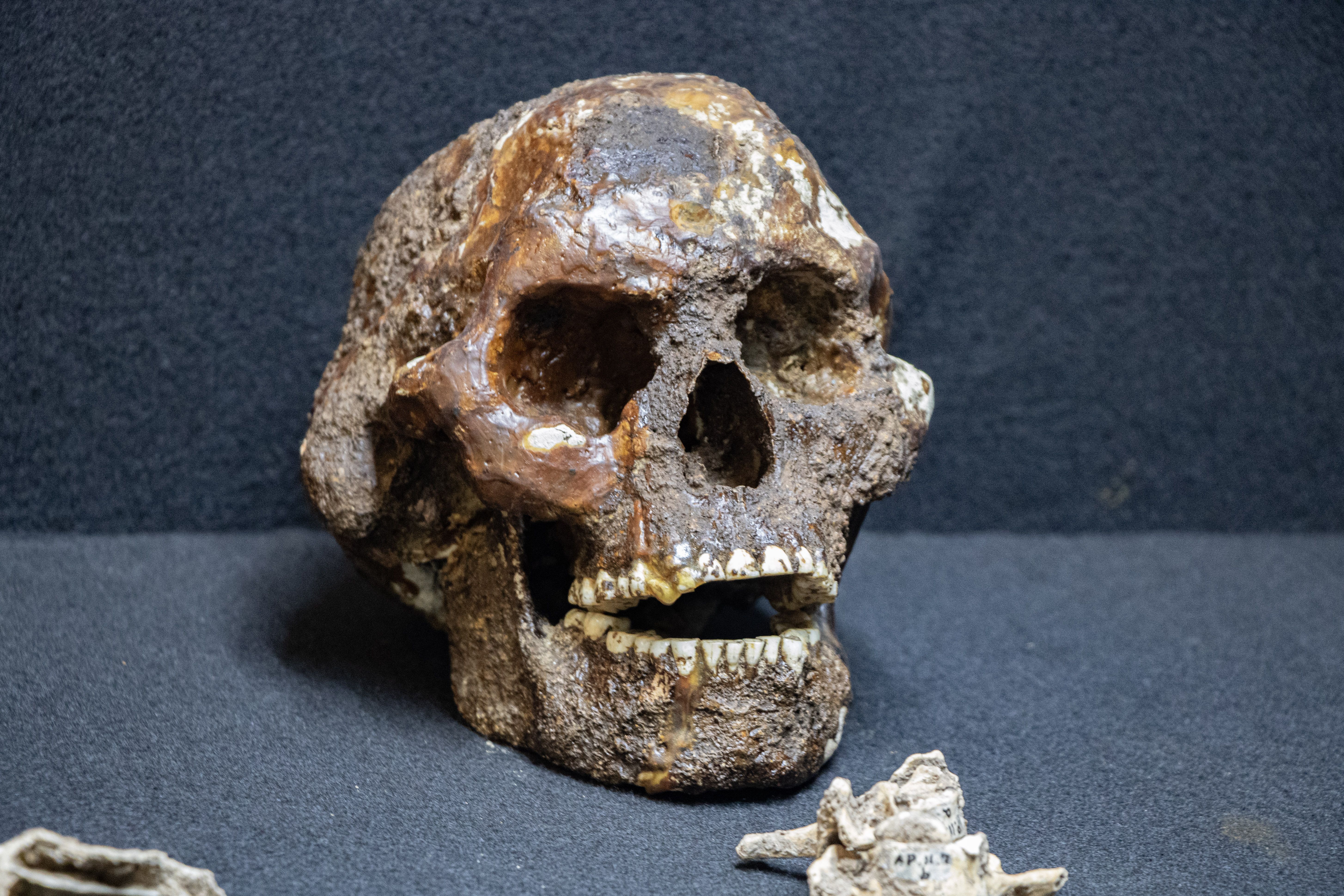 Fóssil histórico de mais de 10 mil anos faz parte do acervo da UFOP