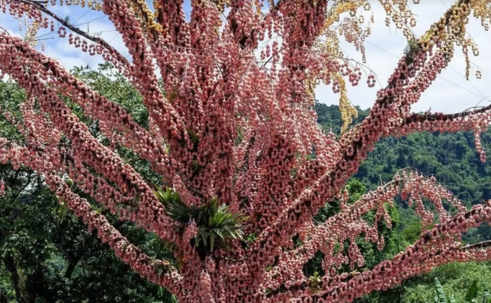 Árvore decorada com 85 mil cascas de ovos