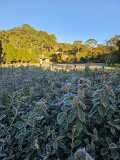 Imagens foram registradas em Monte Verde.