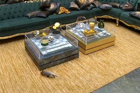 gamba no bbb 26