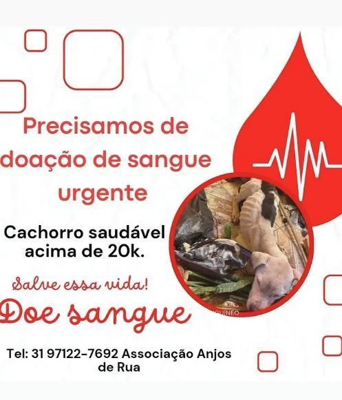 doação de sangue cachorro doação de sangue cachorro