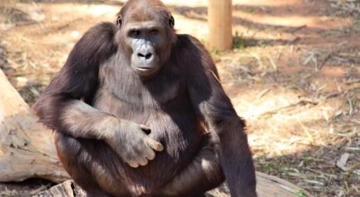 Gorilas estão de mudança para nova casa em Zoológico de São Paulo