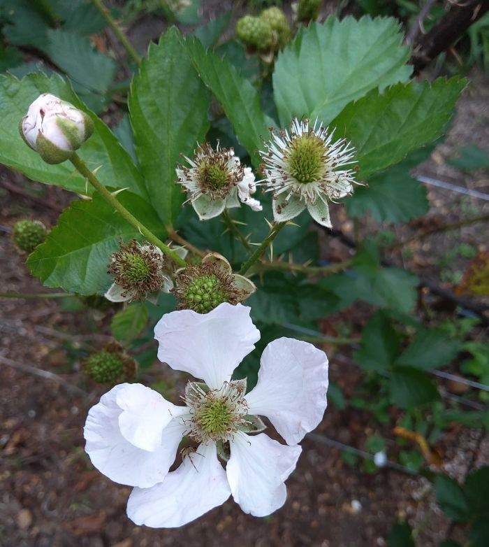 Primeiras flores de um pé de amora. Planta se adapta melhores em climas frios