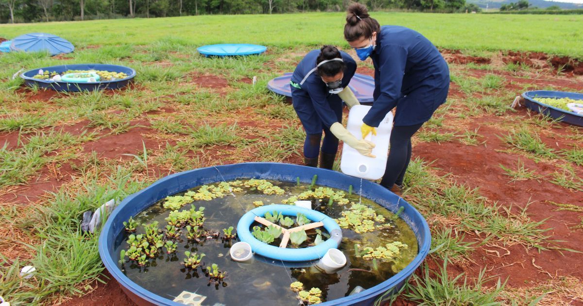 Agrotóxicos e fertilizantes podem ameaçar ecossistemas aquáticos; entenda