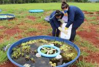 Agrotóxicos e fertilizantes podem ameaçar ecossistemas aquáticos; entenda