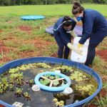 Agrotóxicos e fertilizantes podem ameaçar ecossistemas aquáticos; entenda