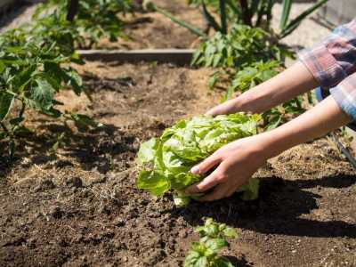 Horta