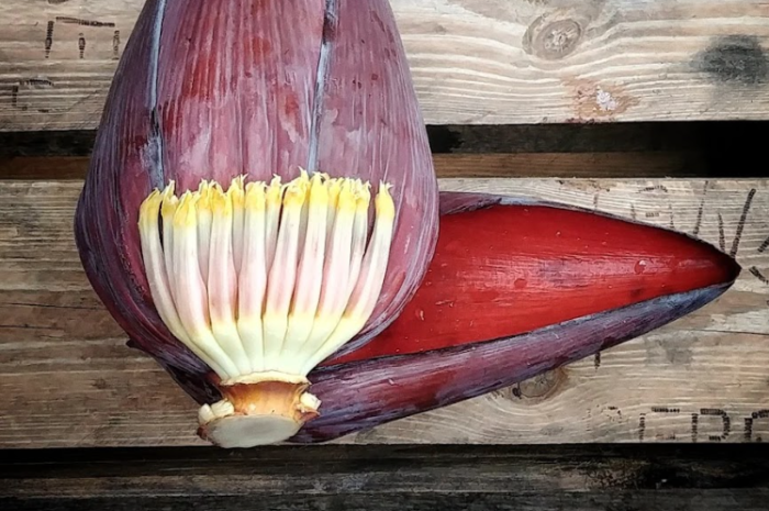 Umbigo de banana, como é chamado o pêndulo arroxeado que se forma abaixo do último cacho