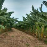 Emater-MG alerta produtores sobre planejamento antecipado na fruticultura