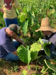 Produtores rurais do Sul de Minas contam com uma programação especial da Emater para reduzir os custos na lavoura.