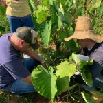 Emater-MG amplia cursos de agroecologia para reduzir custos no campo