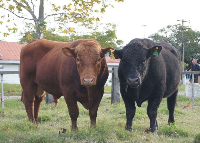 Bovinos Angus