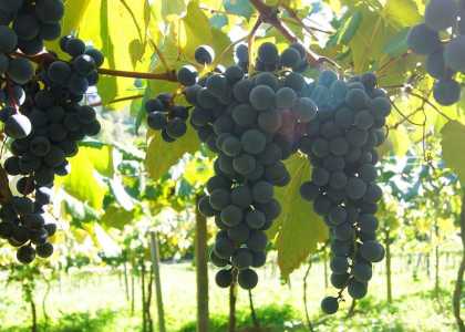 Cultivar BRS Lis da Embrapa Uva e Vinho