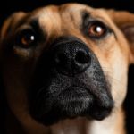 Dia dos Animais de Rua: conheça organizações de BH que combatem o abandono