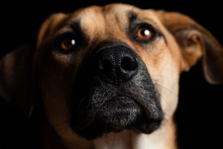 cao cachorro focinho
