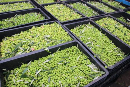 O evento é gratuito e vai reunir palestras e demonstrações de novas tecnologias para o campo.