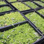 Serra da Mantiqueira espera safra recorde de azeite em 2026