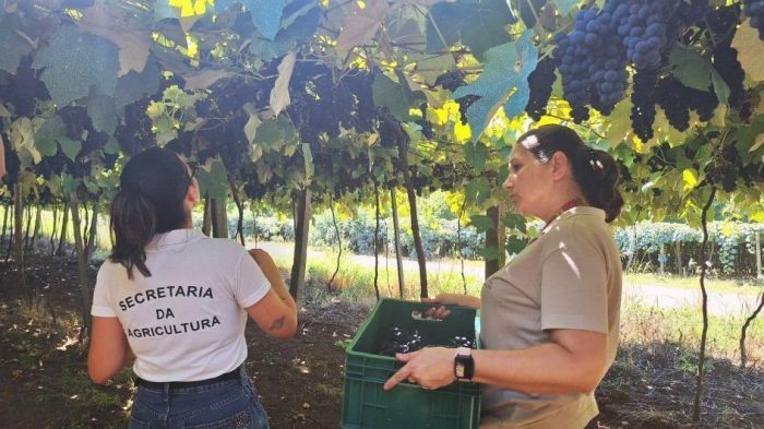Trabalho vai desde a coleta das uvas à análise isotópica