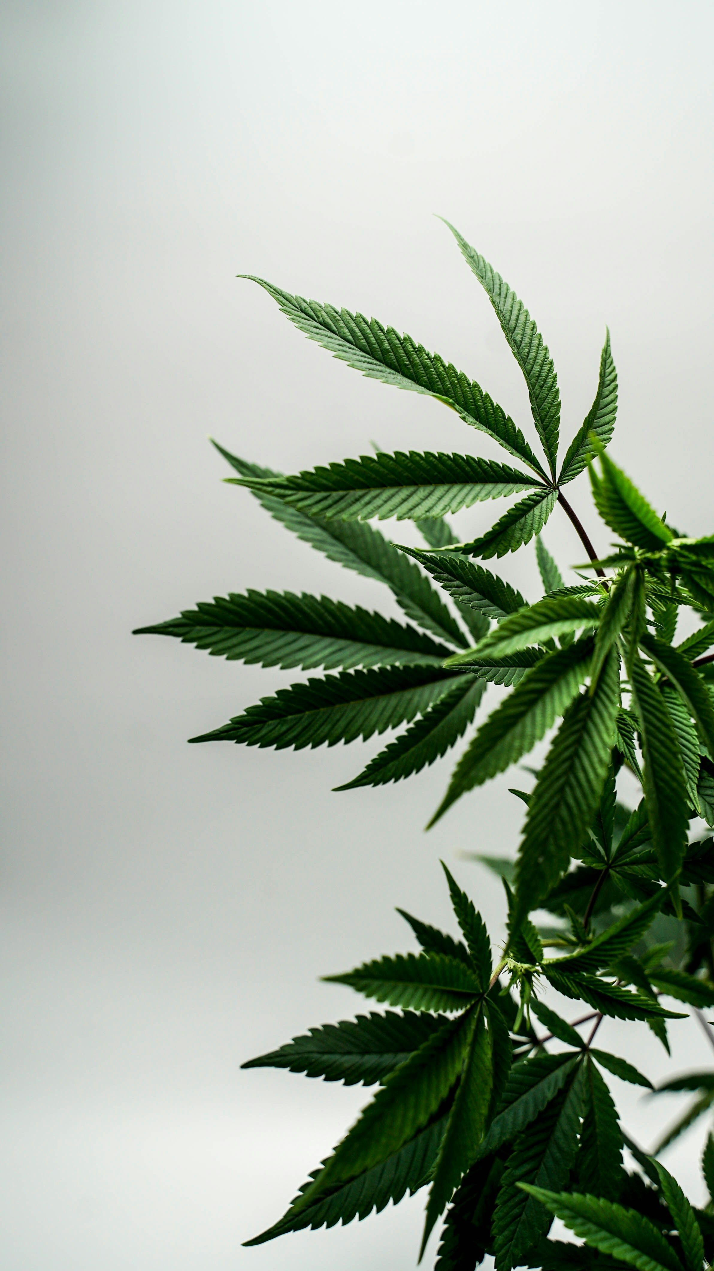 Mutirão do CNJ irá revisar mais de 65 mil casos de presos por porte de maconha em presídios
