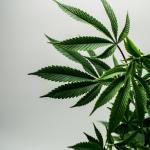 Mutirão do CNJ irá revisar mais de 65 mil casos de presos por porte de maconha em presídios