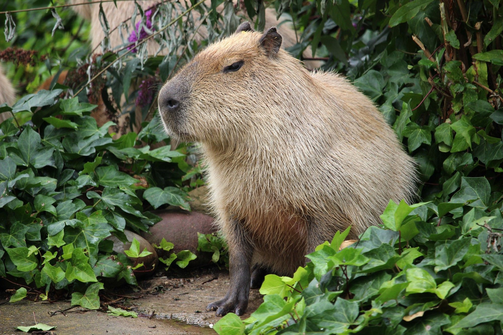 Começa julgamento de seis acusados de agredir capivara na Zona Norte do Rio