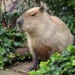 Começa julgamento de seis acusados de agredir capivara na Zona Norte do Rio