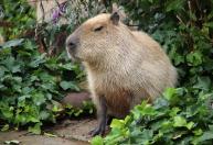 Começa julgamento de seis acusados de agredir capivara na Zona Norte do Rio