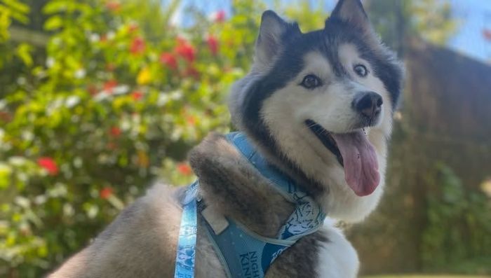 Angel, uma das cachorras de Gracyanne Barbosa