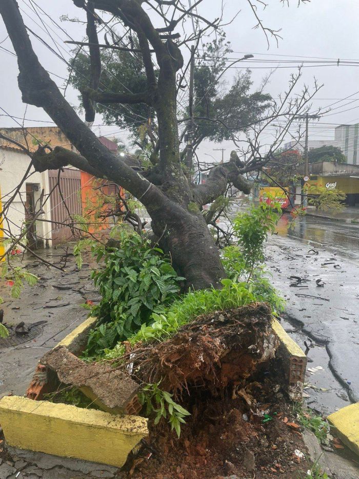 Árvore se desprendeu da calçada da avenida Contagem, no bairro Santa Inês, em BH